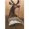 Image 8 : Big NYALA Wall Pedestal Mount