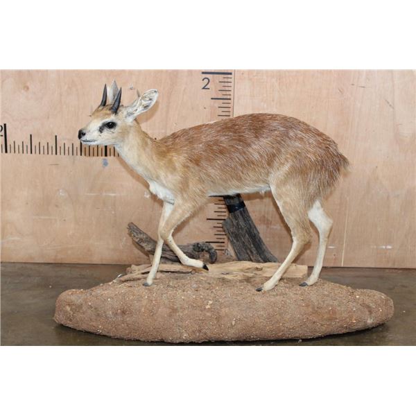 Life-sized GRYSBOK on a Corner Wall Hanging Base