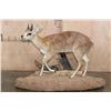 Image 1 : Life-sized GRYSBOK on a Corner Wall Hanging Base