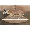 Image 2 : Life-sized GRYSBOK on a Corner Wall Hanging Base