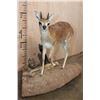 Image 3 : Life-sized GRYSBOK on a Corner Wall Hanging Base