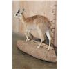 Image 4 : Life-sized GRYSBOK on a Corner Wall Hanging Base