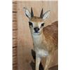 Image 5 : Life-sized GRYSBOK on a Corner Wall Hanging Base