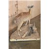Image 6 : Life-sized GRYSBOK on a Corner Wall Hanging Base