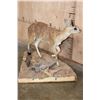 Image 7 : Life-sized GRYSBOK on a Corner Wall Hanging Base