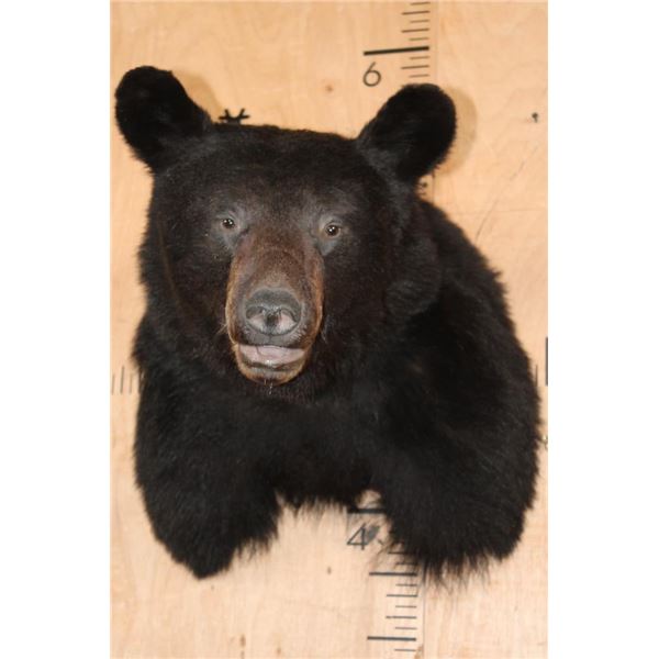 BLACK BEAR Shoulder Mount