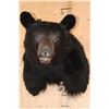 Image 1 : BLACK BEAR Shoulder Mount