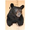 Image 2 : BLACK BEAR Shoulder Mount