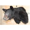 Image 4 : BLACK BEAR Shoulder Mount