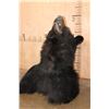 Image 5 : BLACK BEAR Shoulder Mount