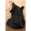 Image 6 : BLACK BEAR Shoulder Mount