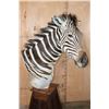 Image 3 : ZEBRA Pedestal Mount