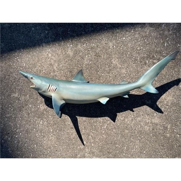 Reproduction MAKO SHARK Fish Mount