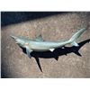 Image 1 : Reproduction MAKO SHARK Fish Mount