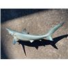 Image 2 : Reproduction MAKO SHARK Fish Mount