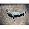 Image 3 : Reproduction MAKO SHARK Fish Mount