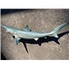 Image 4 : Reproduction MAKO SHARK Fish Mount