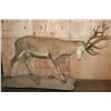 Image 12 : Big Life-sized 26-Point RED STAG on a Natural Base with Wheels