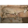 Image 13 : Big Life-sized 26-Point RED STAG on a Natural Base with Wheels