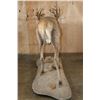 Image 14 : Big Life-sized 26-Point RED STAG on a Natural Base with Wheels
