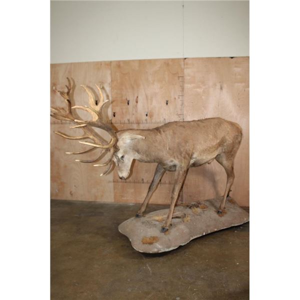 Big Life-sized 26-Point RED STAG on a Natural Base with Wheels