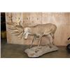 Image 2 : Big Life-sized 26-Point RED STAG on a Natural Base with Wheels