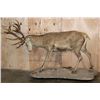 Image 3 : Big Life-sized 26-Point RED STAG on a Natural Base with Wheels