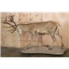 Image 4 : Big Life-sized 26-Point RED STAG on a Natural Base with Wheels