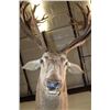 Image 9 : Big Life-sized 26-Point RED STAG on a Natural Base with Wheels