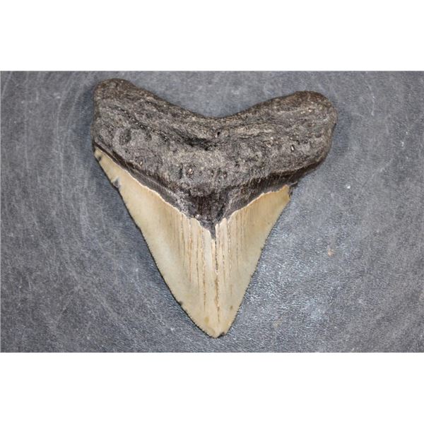 XL MEGALODON Shark Tooth Fossil