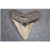 Image 1 : XL MEGALODON Shark Tooth Fossil