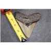 Image 2 : XL MEGALODON Shark Tooth Fossil