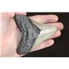 Image 3 : XL MEGALODON Shark Tooth Fossil