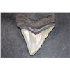 Image 4 : XL MEGALODON Shark Tooth Fossil