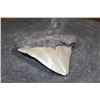 Image 5 : XL MEGALODON Shark Tooth Fossil