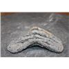 Image 6 : XL MEGALODON Shark Tooth Fossil