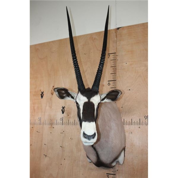 GEMSBOK Shoulder Mount