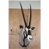 Image 2 : GEMSBOK Shoulder Mount
