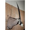 Image 3 : GEMSBOK Shoulder Mount