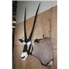 Image 4 : GEMSBOK Shoulder Mount