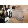 Image 5 : GEMSBOK Shoulder Mount