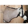 Image 6 : GEMSBOK Shoulder Mount