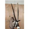 Image 7 : GEMSBOK Shoulder Mount