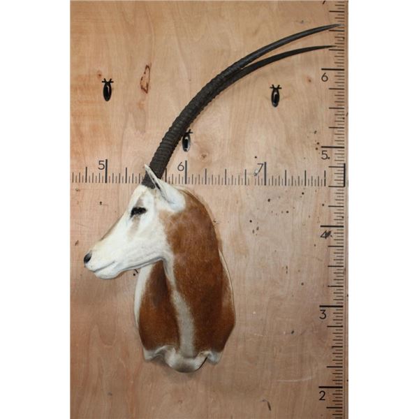 *TEXAS RESIDENTS ONLY* SCIMITAR HORNED ORYX Shoulder Mount