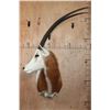 Image 1 : *TEXAS RESIDENTS ONLY* SCIMITAR HORNED ORYX Shoulder Mount