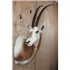 Image 2 : *TEXAS RESIDENTS ONLY* SCIMITAR HORNED ORYX Shoulder Mount