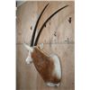 Image 3 : *TEXAS RESIDENTS ONLY* SCIMITAR HORNED ORYX Shoulder Mount