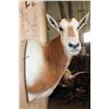 Image 4 : *TEXAS RESIDENTS ONLY* SCIMITAR HORNED ORYX Shoulder Mount