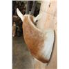 Image 5 : *TEXAS RESIDENTS ONLY* SCIMITAR HORNED ORYX Shoulder Mount