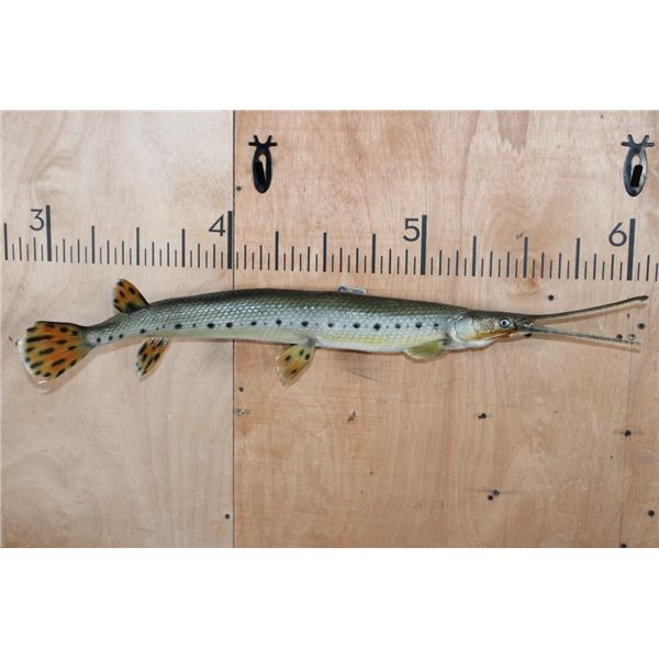 *Real Skin* LONGNOSE GAR Fish Mount